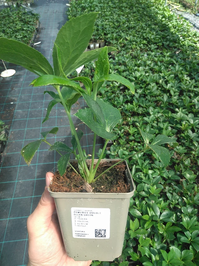 Hellebore Double Ellen Green - 24. 6. 2025