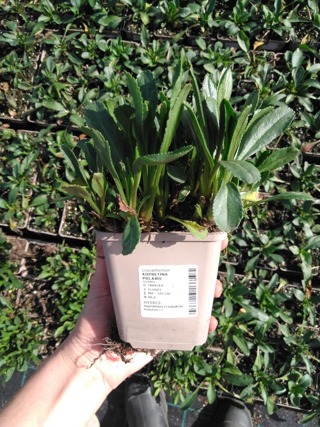 Kopretina Polaris - 2024