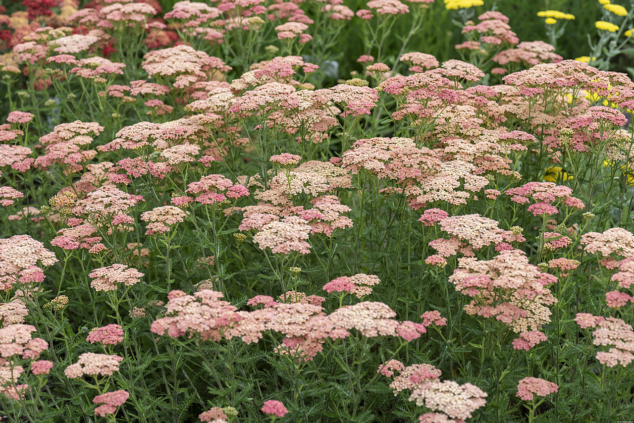 Řebříček Lachsschönheit, Loukykvět