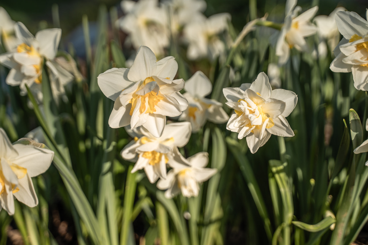 Narcis White Lion, Loukykvět