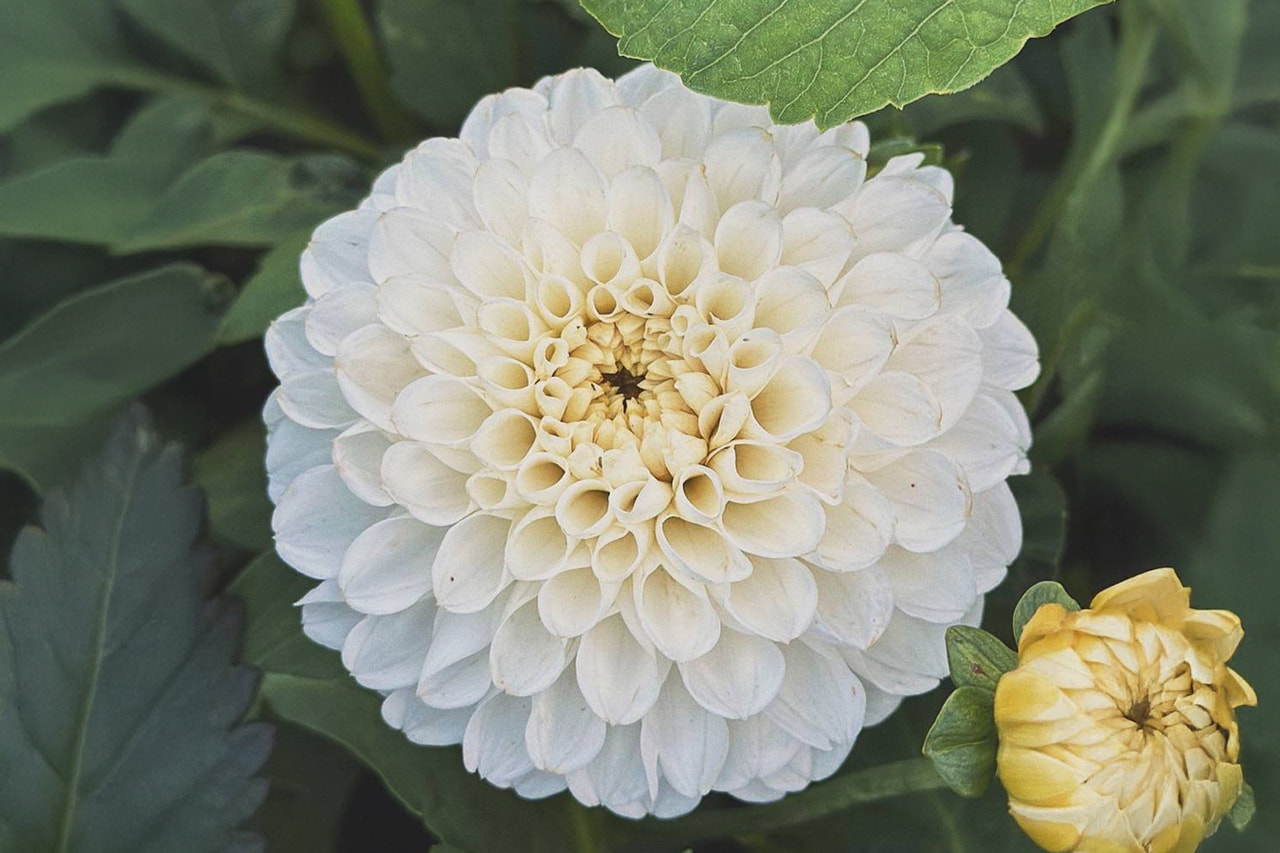 Jiřina Bazuin Snow White, Loukykvět