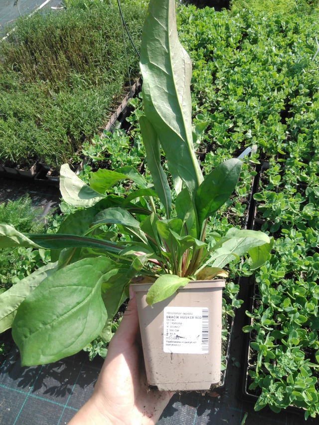 Penstemon Husker Red - 2024