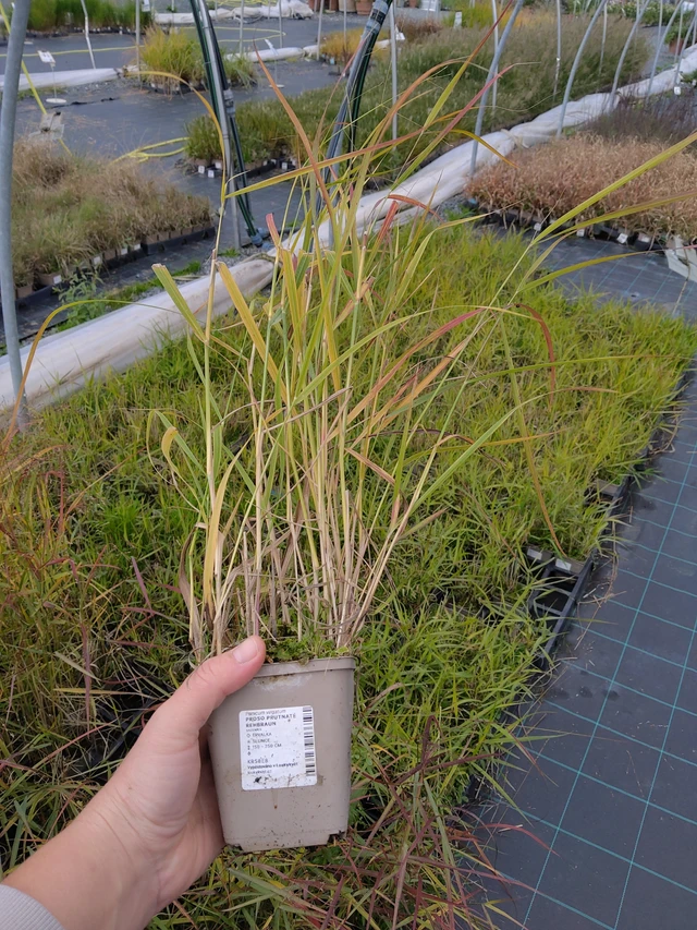 Vingergras Rehbraun - 10. 10. 2025