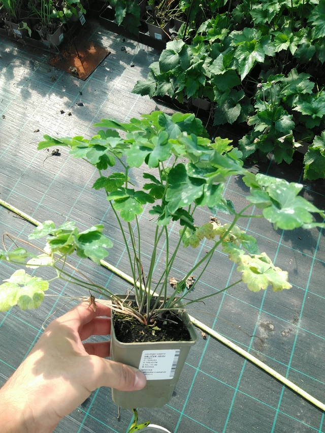 Aguileña Heidi - 19. 8. 2025