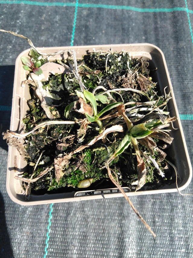 Hlaváč Fama White - 3. 4. 2025