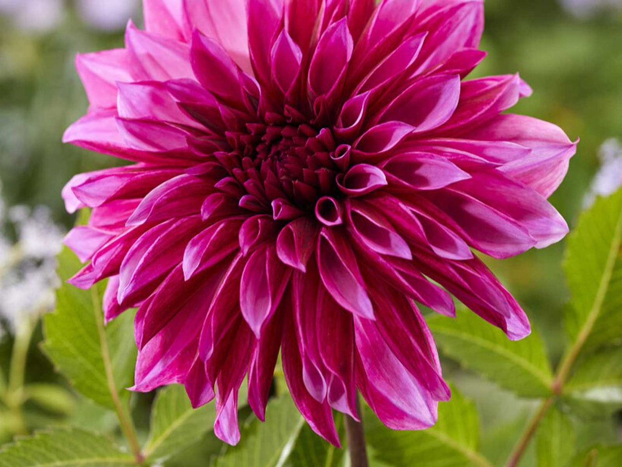 Dahlie Tanita, Loukykvět