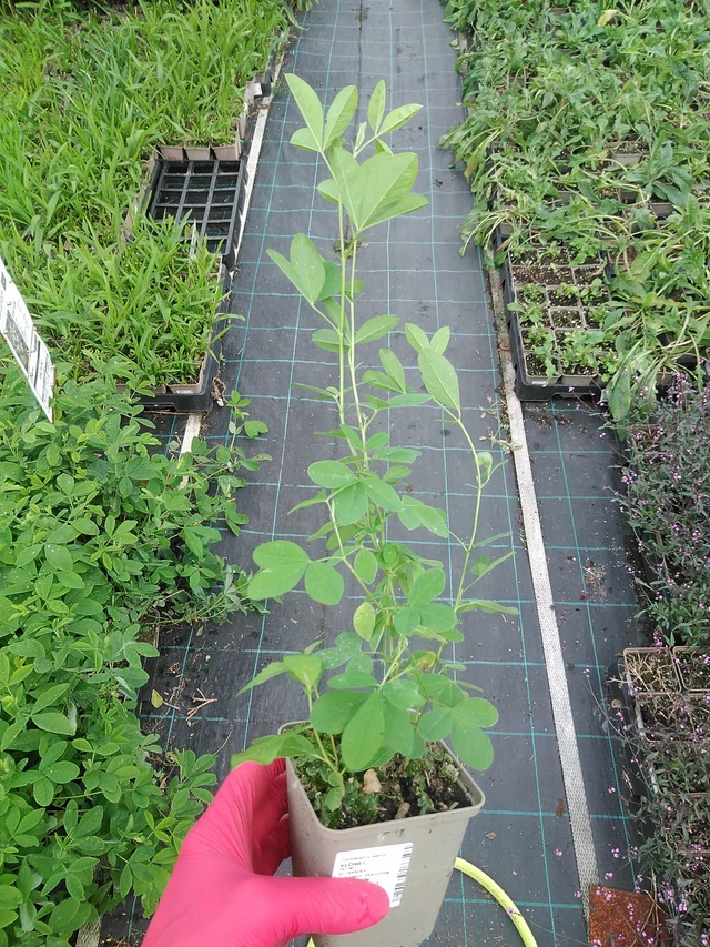 Altramuz - 30. 7. 2025