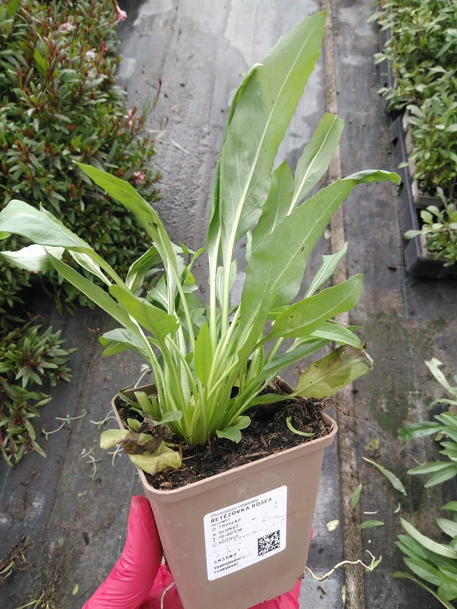 Řetězovka Rosea - 29. 7. 2025