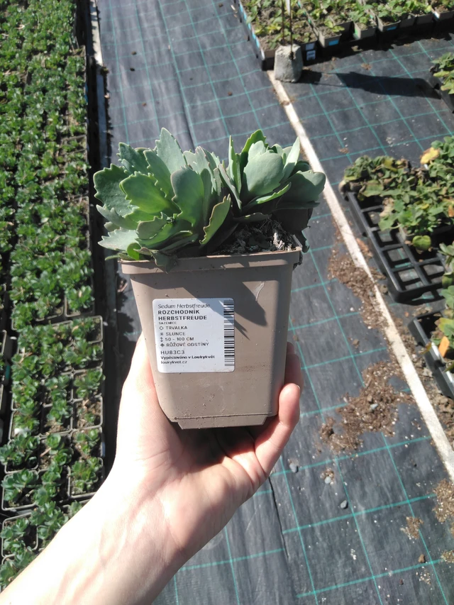 Rozchodník Herbstfreude - 3. 4. 2025