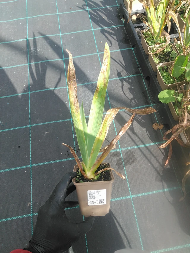 Iiris Sharp Dressed Man - 13. 10. 2025