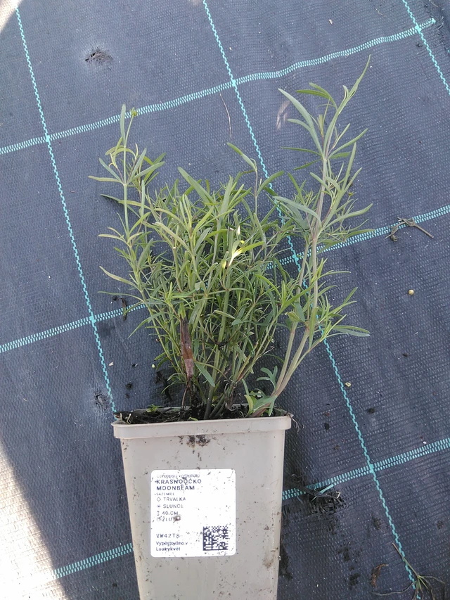 Krásnoočko Moonbeam - 19. 8. 2025