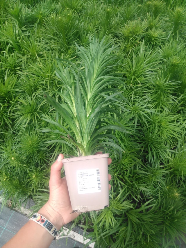 Liatris Floristan White - 2024