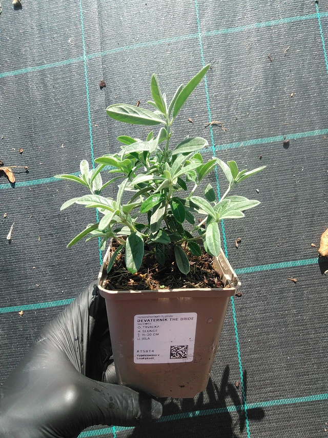 Aurinkoruusu The Bride - 1. 9. 2025