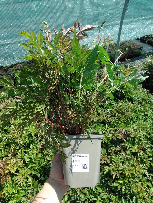 Astilbe Washington - 13. 5. 2025