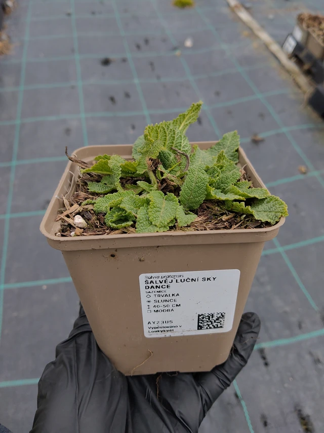 Mezei zsálya Sky Dance - 31. 3. 2026