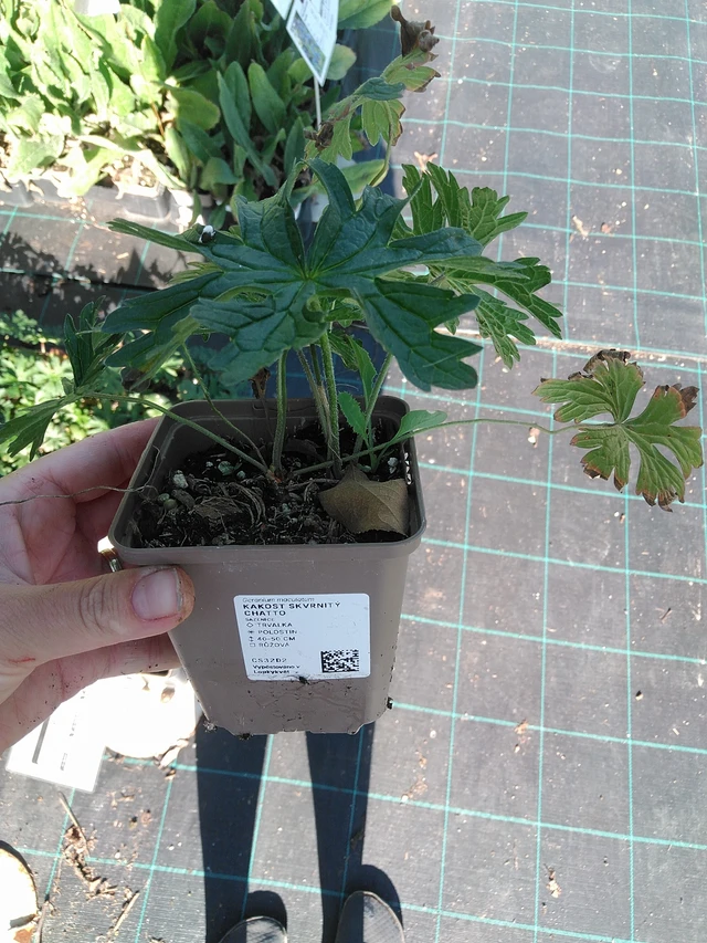 Kurjenpolvi skvrnitý Chatto - 19. 8. 2025