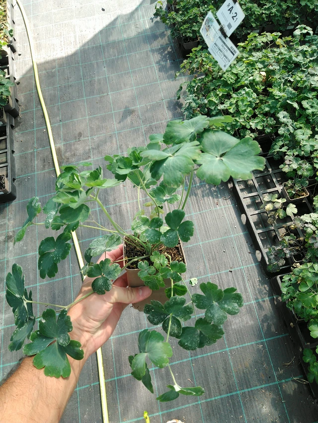 Akvileija Black Barlow - 19. 8. 2025