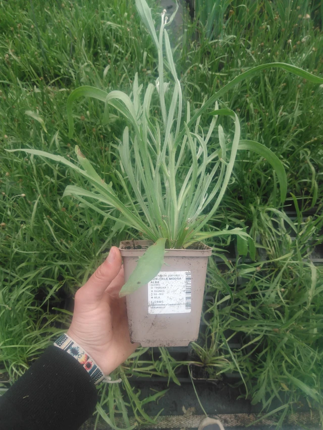 Lobelia azul Alba - 2024