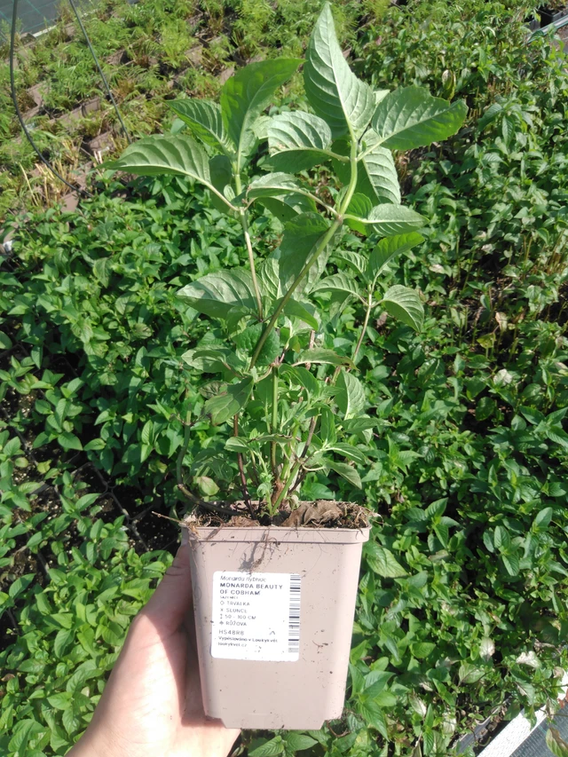 Monarda Beauty of Cobham - 2024