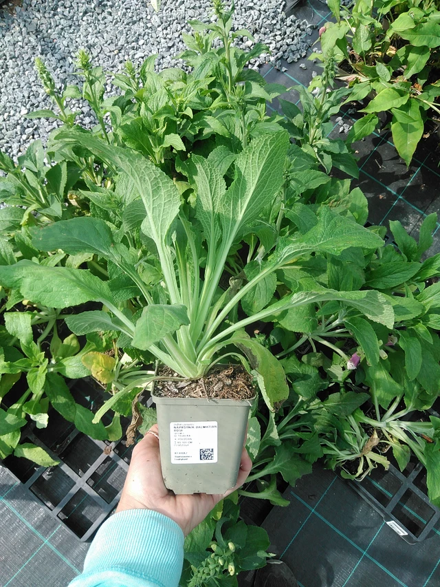 Dedalera Dalmatian Rose - 9. 6. 2025