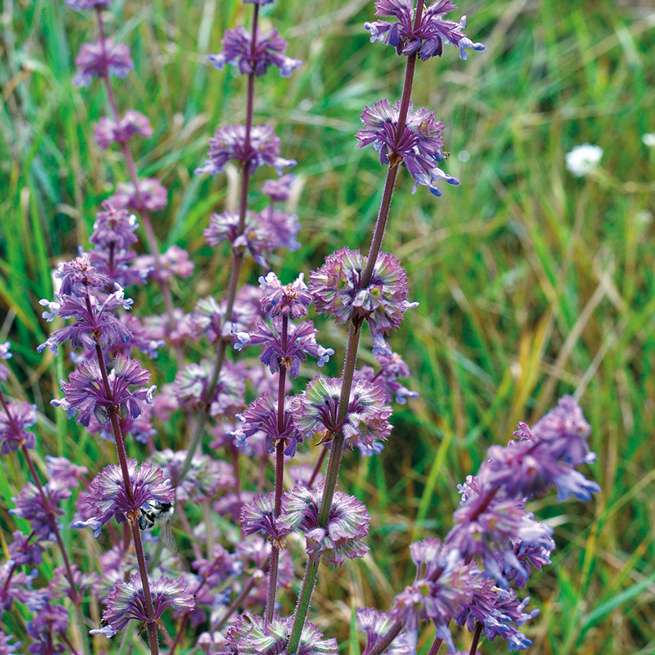 Šalvěj přeslenitá Purple Rain, Loukykvět