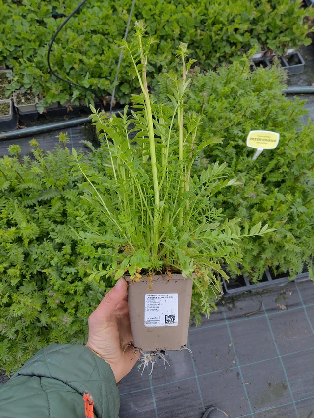 Blågull Blue Pearl - 21. 4. 2026