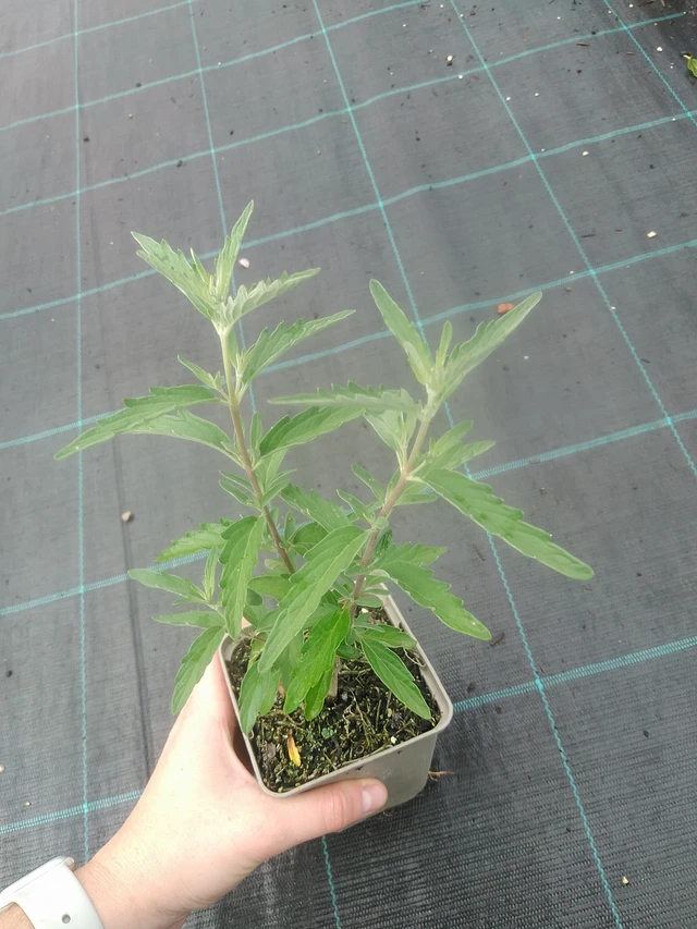 Caryopteris Stephi - 17. 7. 2025