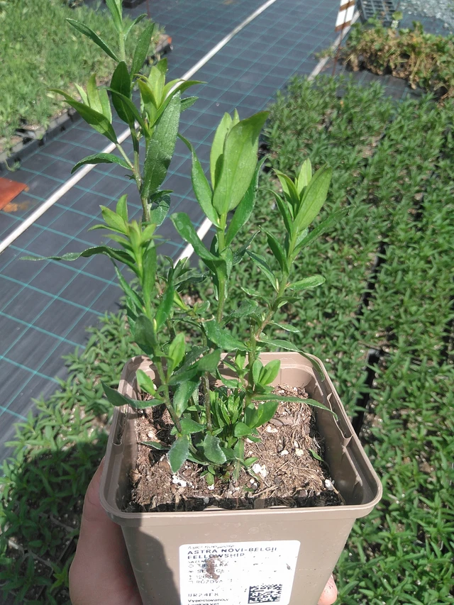 New York Aster Fellowship - 24. 6. 2025