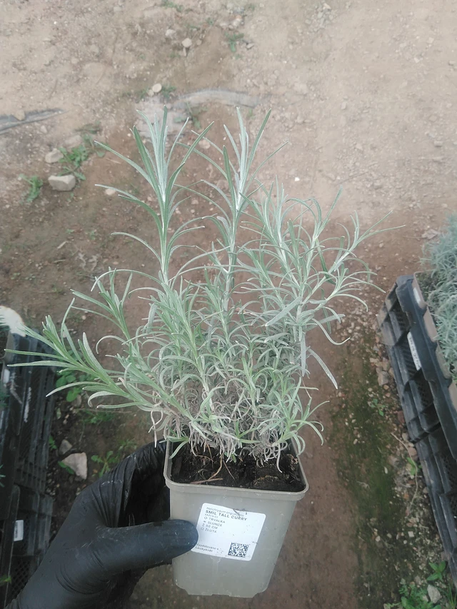 Smil Tall Curry - 10. 9. 2025