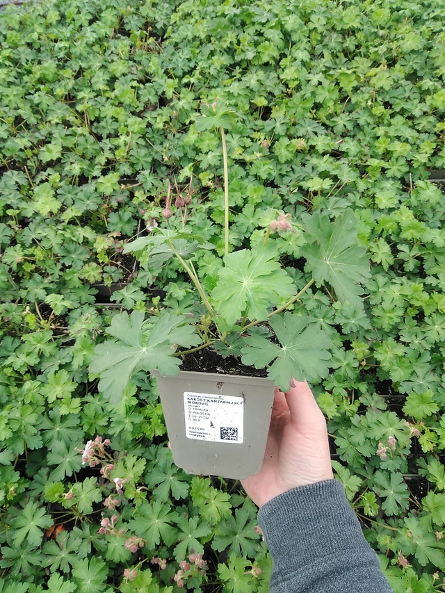 Kurjenpolvi Biokovo - 9. 6. 2025