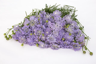 Didiscus Lavender Blue, Loukykvět