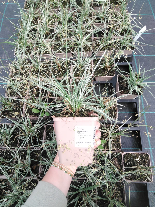 Třeslice Zitterzebra - 2024