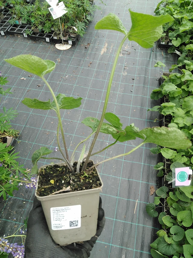 Nomeolvides de hojas grandes  - 2. 6. 2025