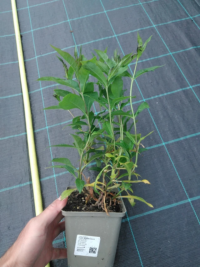 Flox Minnehaha - 24. 6. 2025