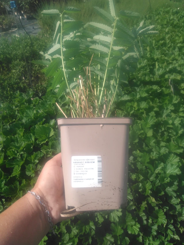 Verikurjenpolvi Arnhem - 2024