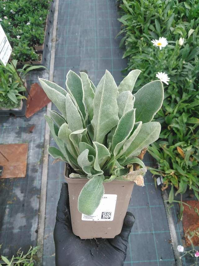 Hahnenfuß Alba - 4. 8. 2025