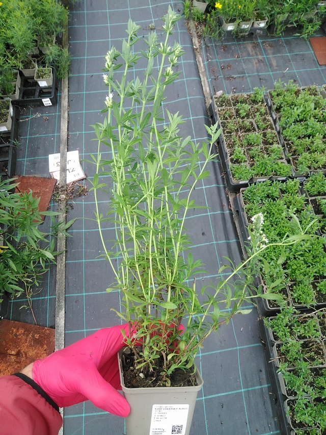 Hyssop lékařský Albus - 29. 7. 2025