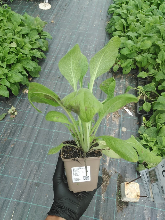 Dedalera Sutton’s Apricot - 31. 7. 2025