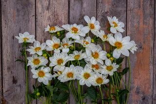 Jiřina Bride’s bouquet, Loukykvět