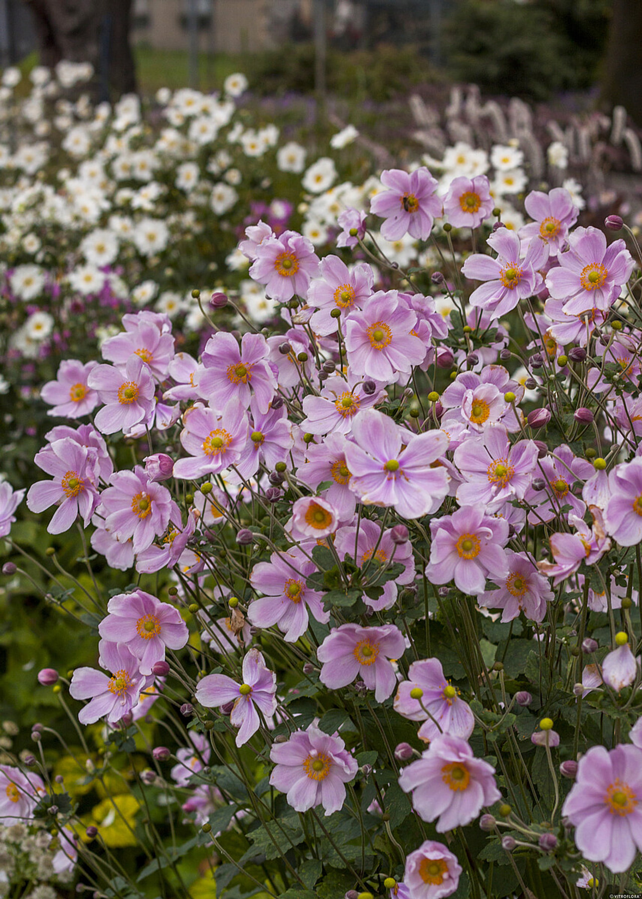 Sasanka japonská Lorelei, Loukykvět