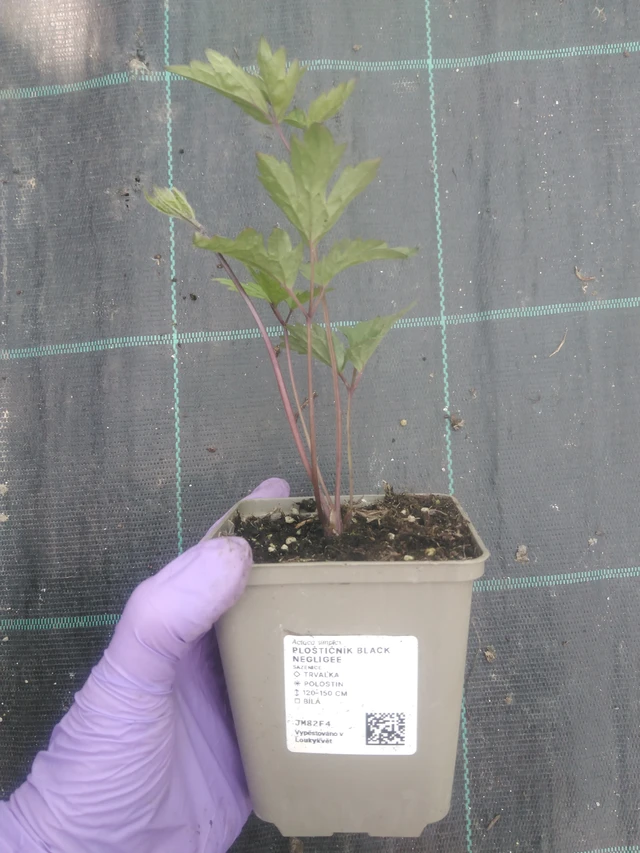 Ploštičník Black Negligee - 10. 7. 2025