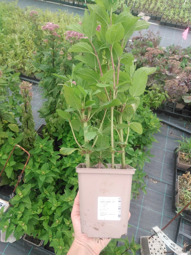 Punavirma Baby Joe - 2024