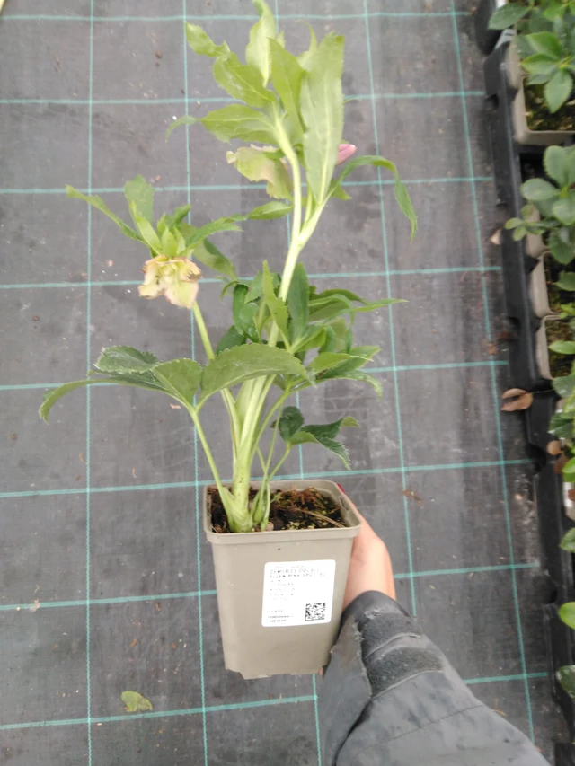 Eléboro Double Ellen Pink Spotted - 10. 9. 2025