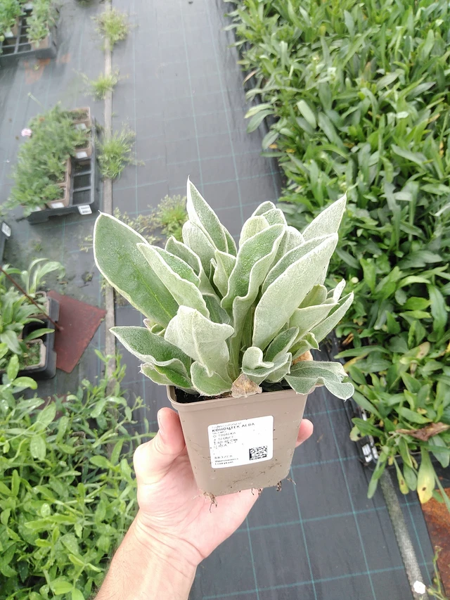 Hahnenfuß Alba - 21. 7. 2025