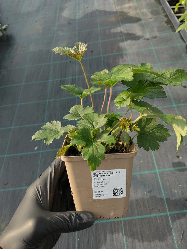 Anemona tomentosa Overdressed - 12. 9. 2025