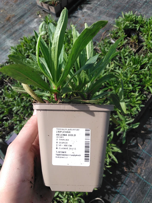 Sneezeweed Helena Gold - 2024