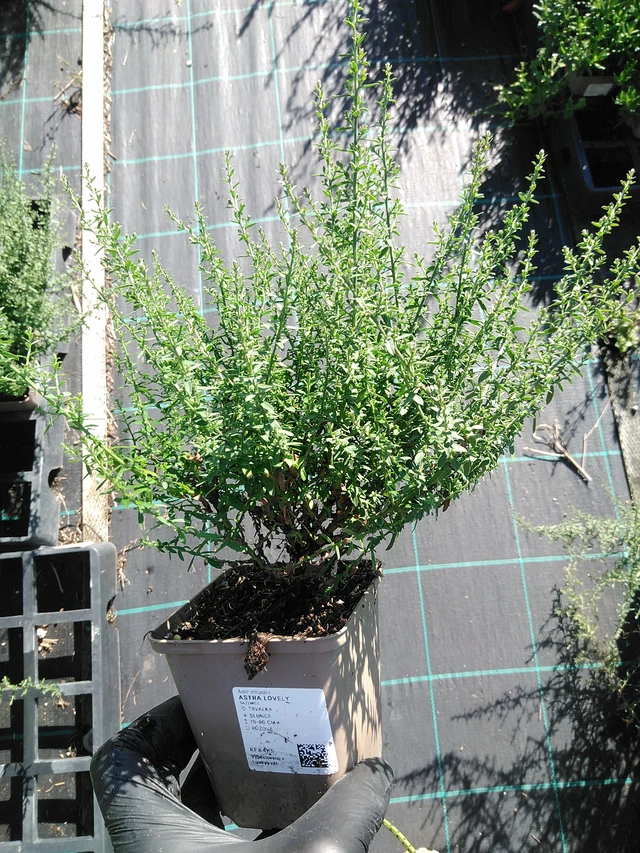 Asta Lovely - 19. 8. 2025