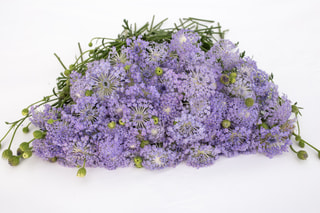 Didiscus Lavender Blue, Loukykvět