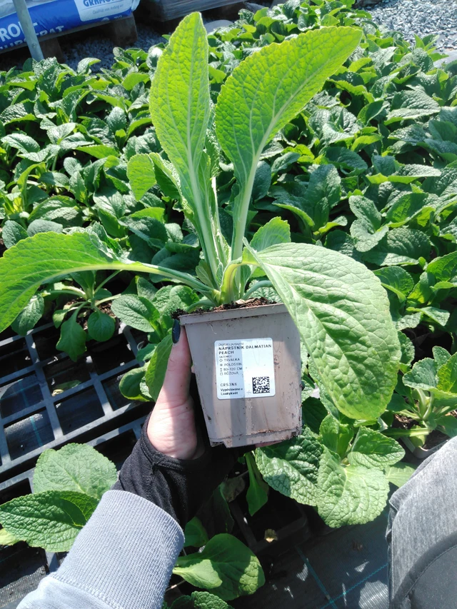 Sormustinkukka Dalmatian Peach - 13. 5. 2025