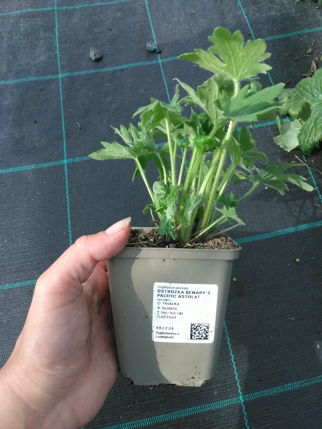 Espuela de caballero Benary’s Pacific Astolat - 11. 7. 2025